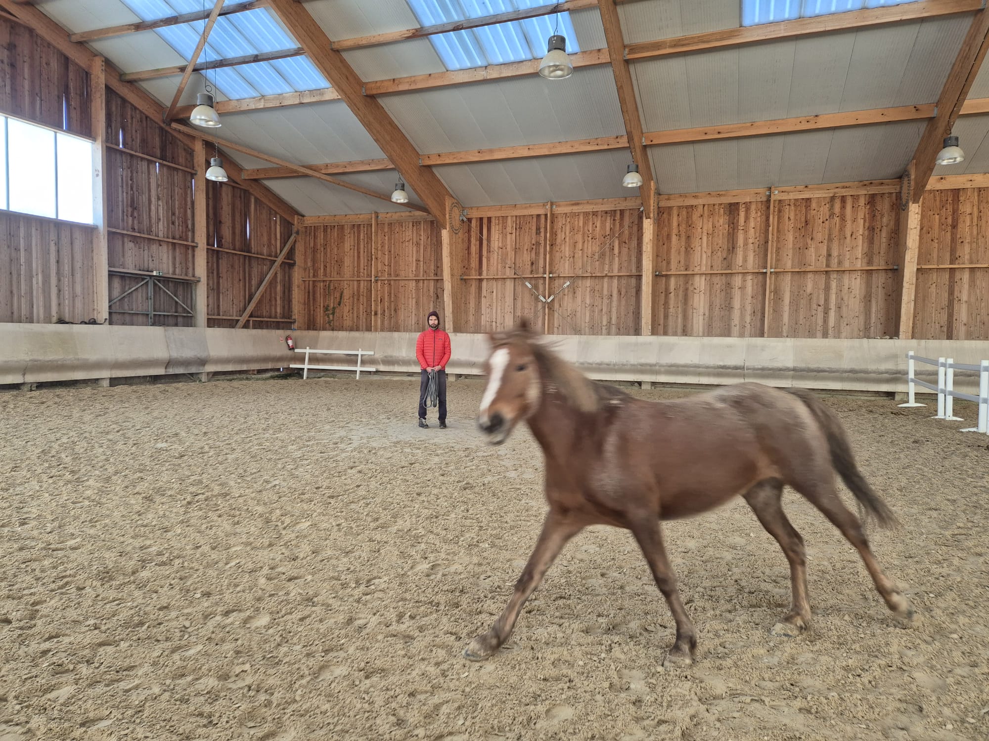 Manège couvert en bois avec un cheval en liberté
